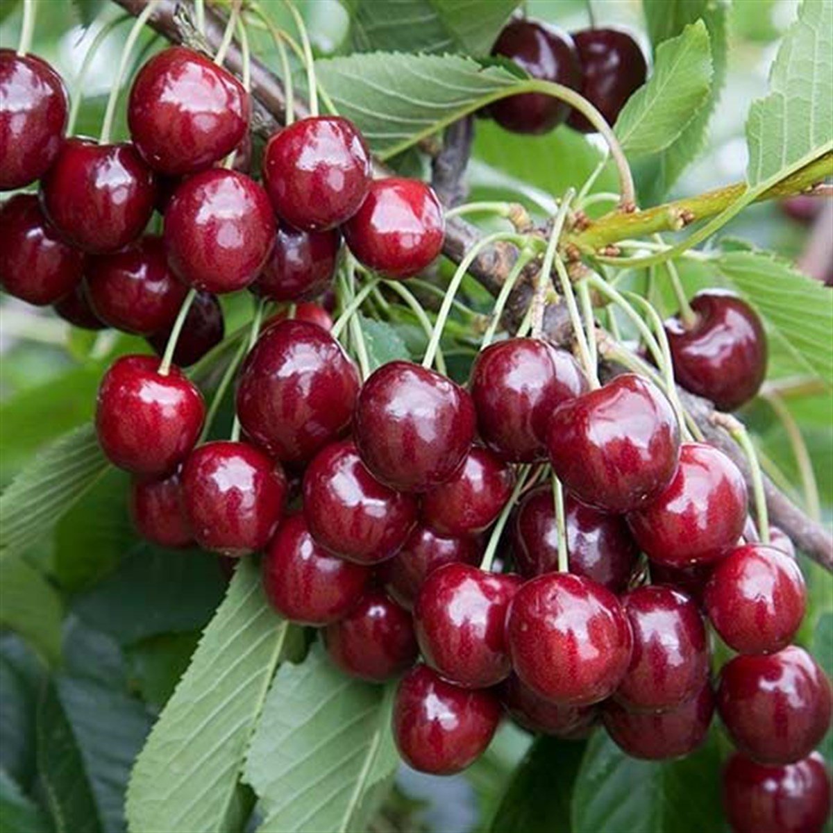 Tüplü Aşılı Çok Yüksek Verimli Regina (Reggina) Kiraz Fidanı
