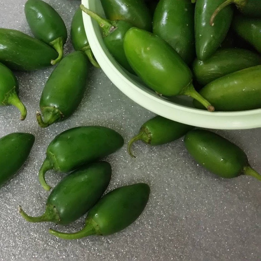 Meksika Tombul Jalapeno Acı Biber Fidesi (5 Adet)