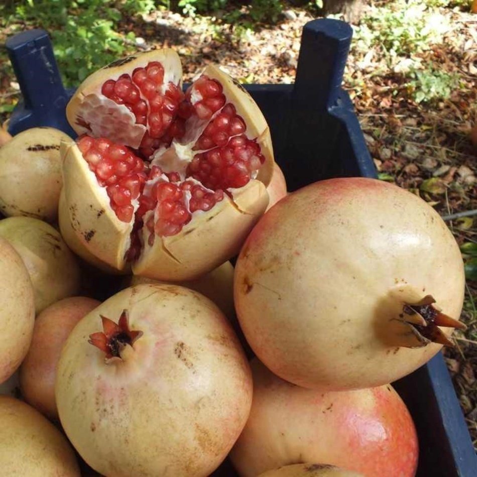 Tüplü Büyük Boyutta Meyvesi Olan Keben Nar Fidanı