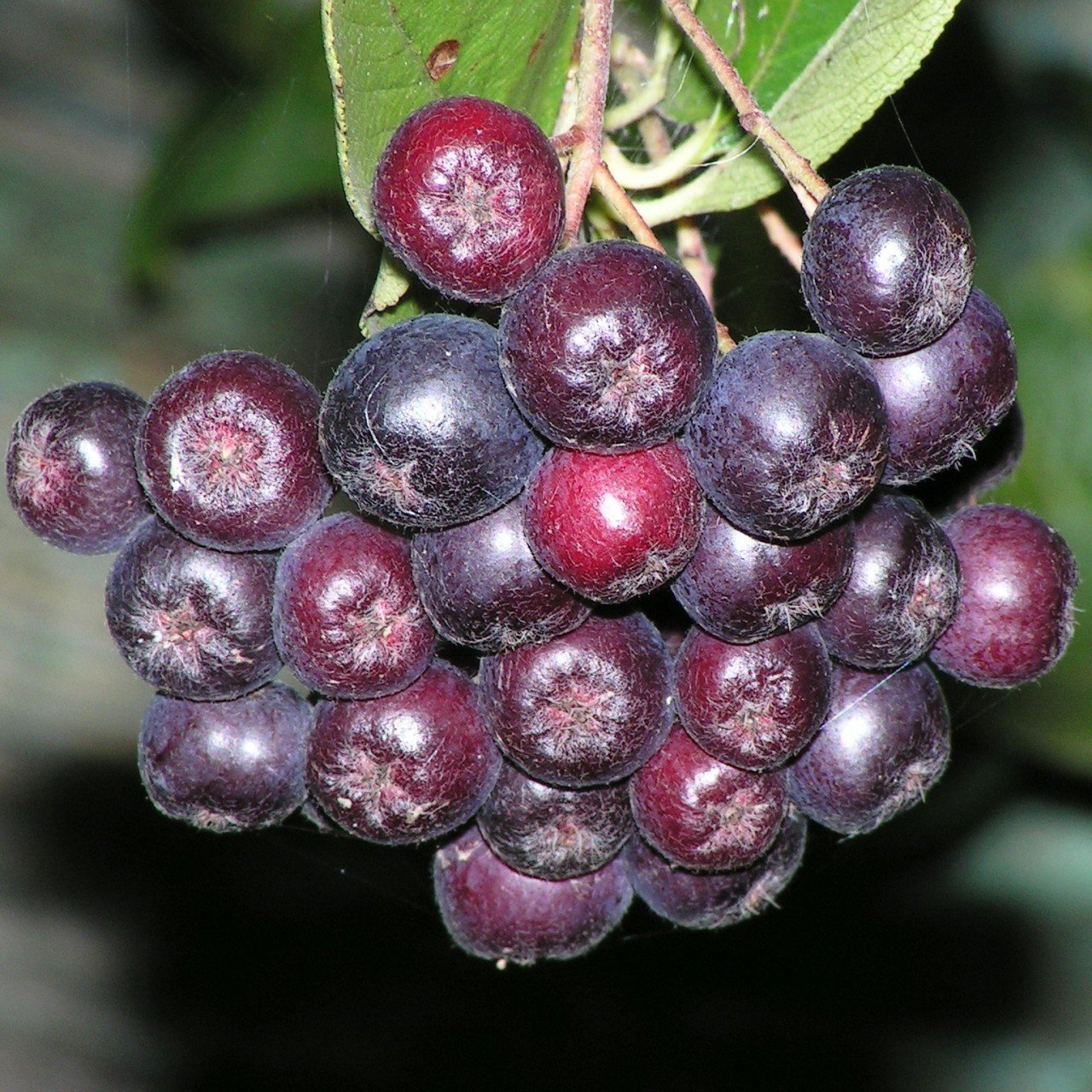 Tüplü Doğal Siyah Chokoberry Aronya (Aronia) Fidanı (15-20 cm)