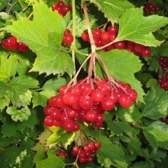 Tüplü Doğal Girebolu Girabolu Fidanı (Sınırlı Stok)