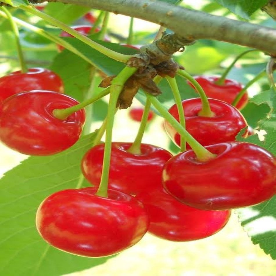 Tüplü Aşılı Yarı Bodur Oblacinska Vişne Fidanı