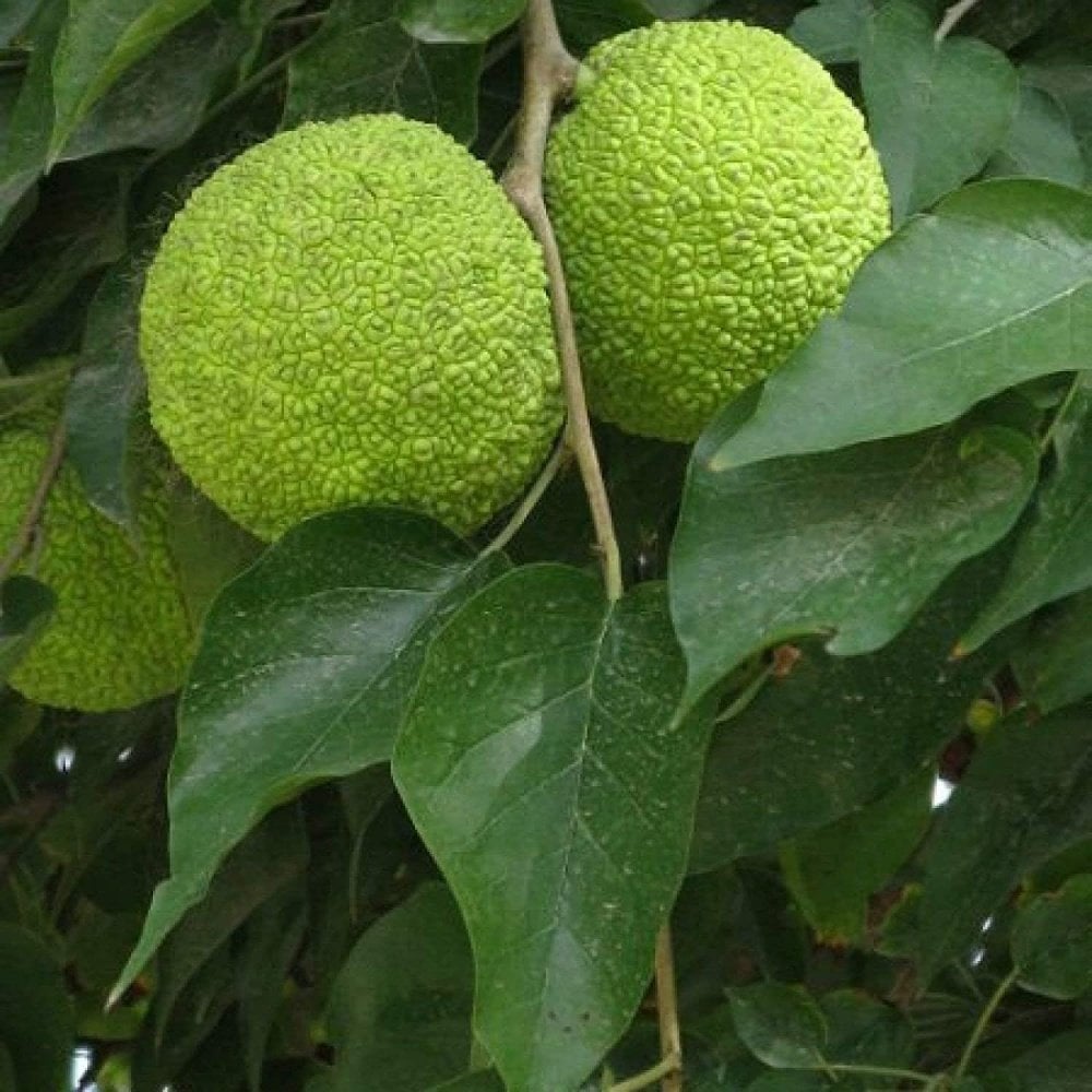 Tüplü Nadir Maclura pomifera Yalancı Portakal (Ayı Portakalı) Fidanı