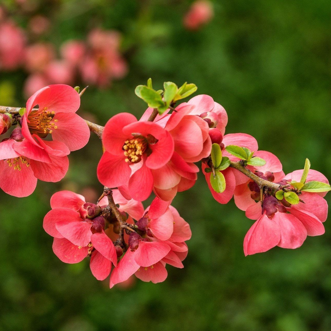 Tüplü Japonica Japanese Quince Japon Ayvası Fidanı