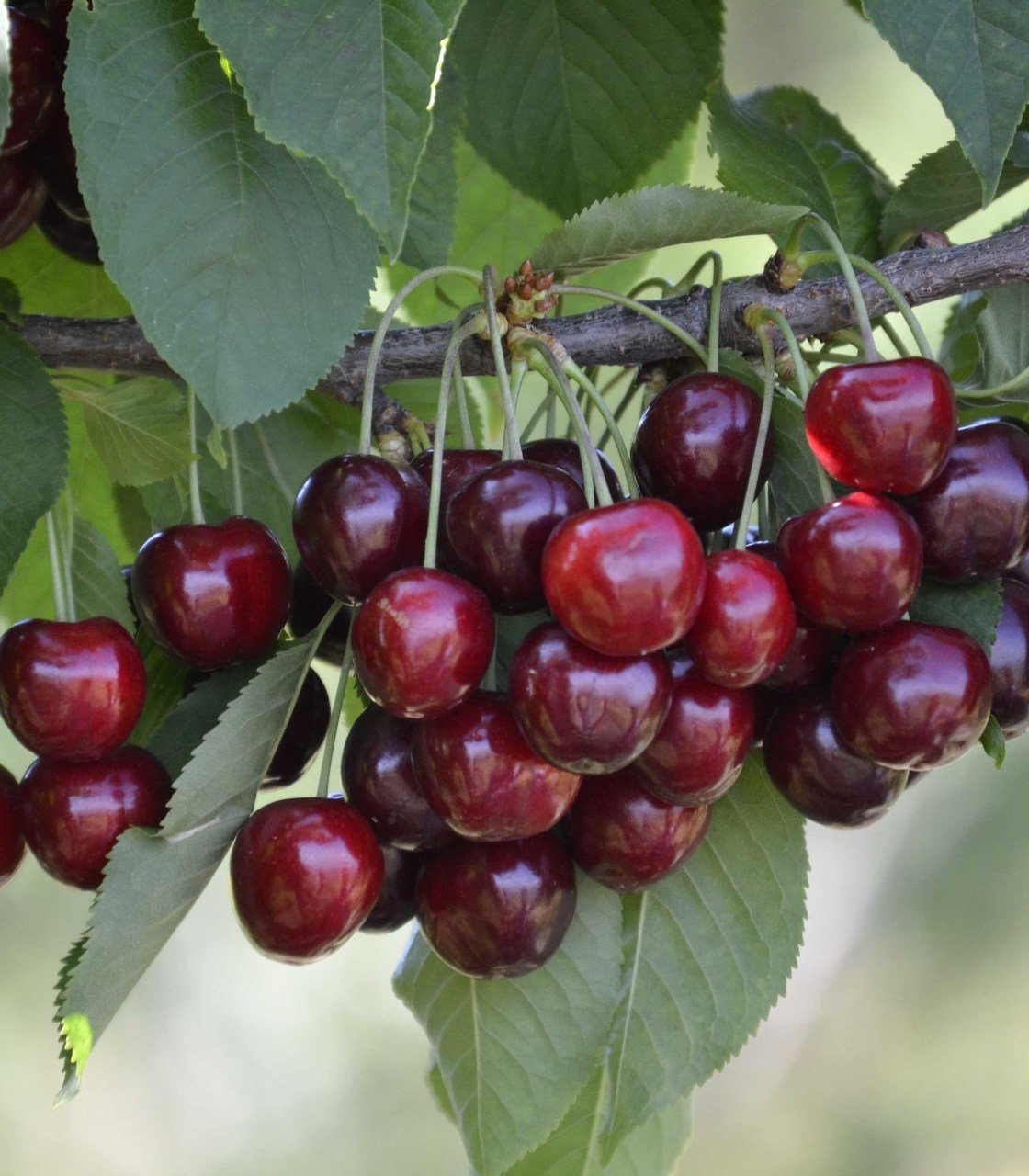 Tüplü Aşılı Yarı Bodur Verimli Aromalı Vista Kiraz Fidanı