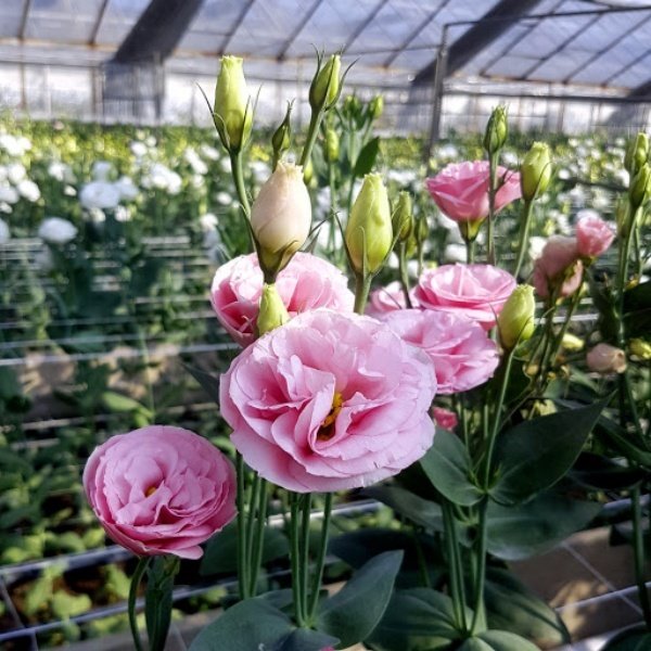 Katmerli Clear Pembe Lisianthus Çiçeği Fidesi(5 Adet)