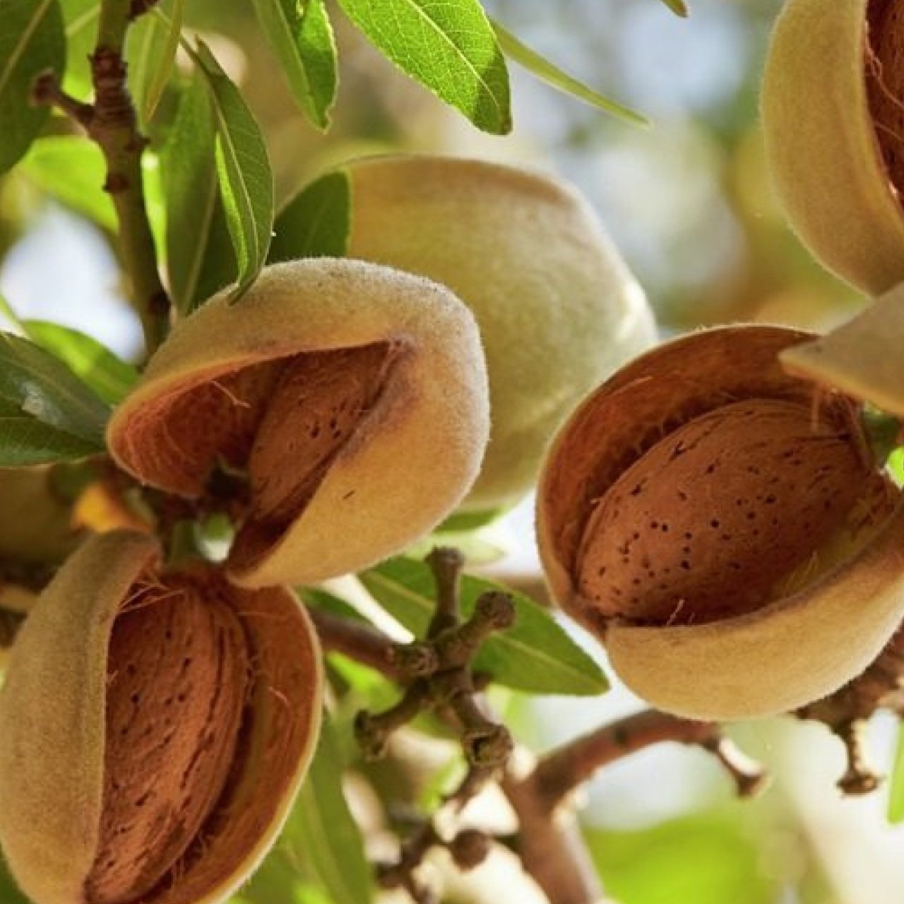 Tüplü Aşılı Yarıbodur Kaliforniya Erkenci Carmel El Bademi Fidanı