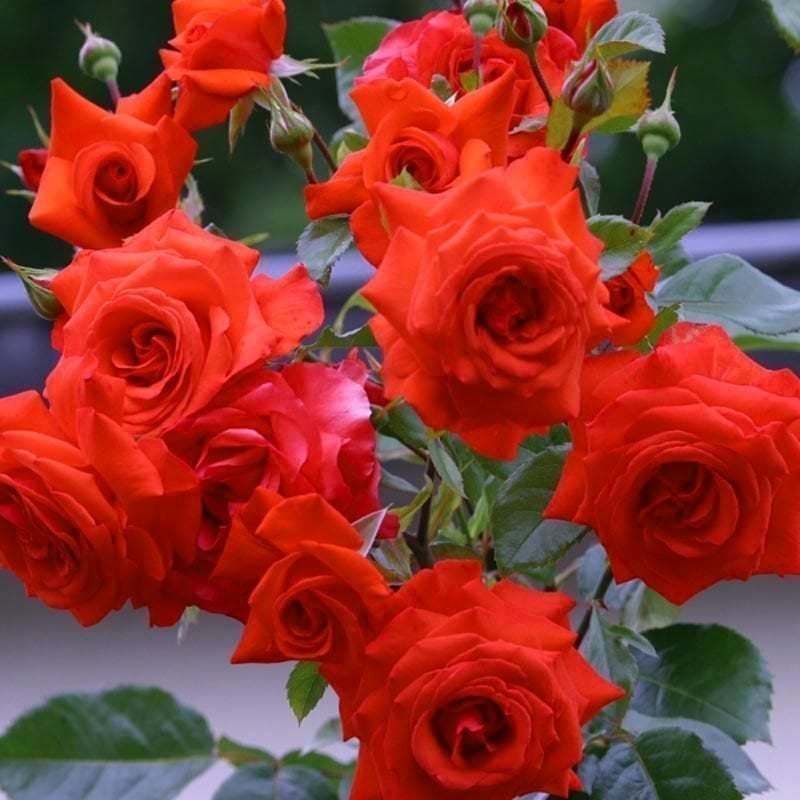 Tüplü Lady Rose Nar Çiçeği Kokulu Gül Fidanı