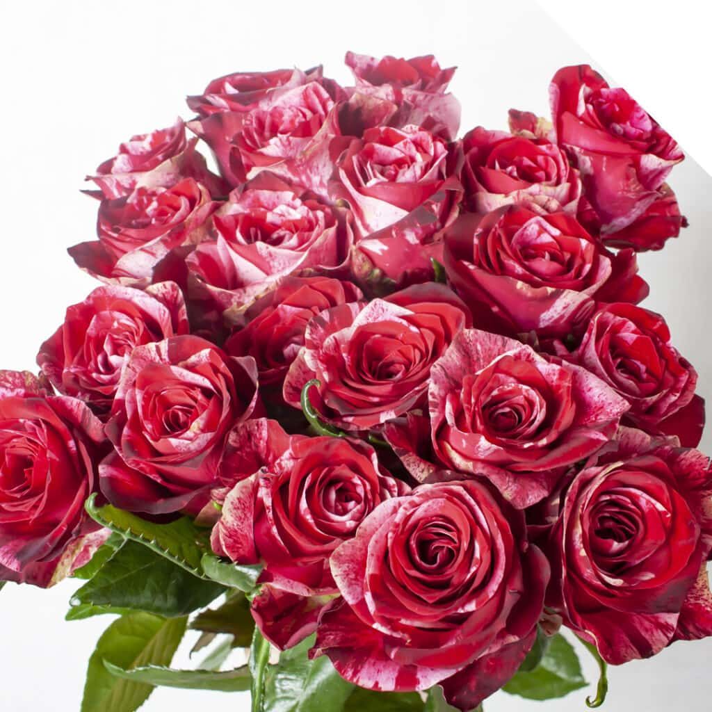 Tüplü Kokulu Rose Schöne Koblenzerin Kırmızı Beyaz Gül Fidanı