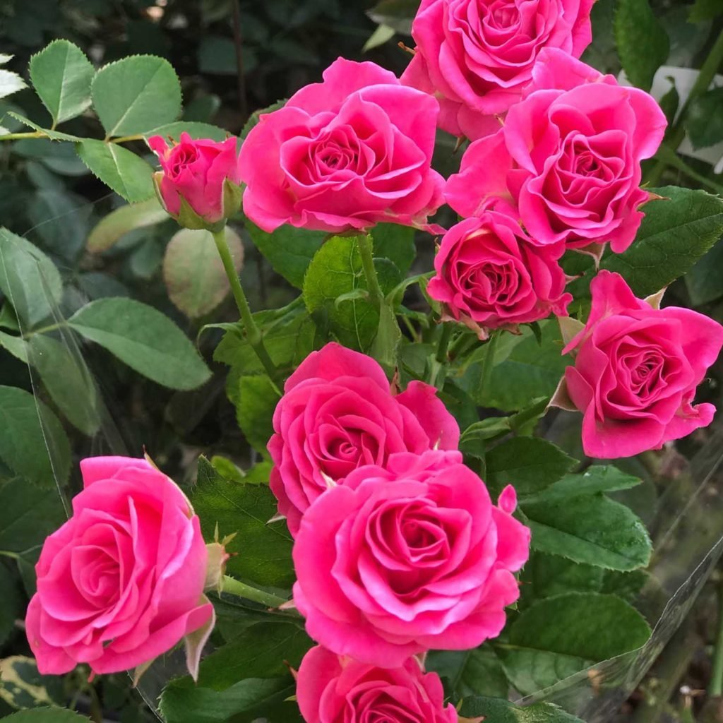 Tüplü Scarlet Pembe Yediveren Kokulu Gül Fidanı