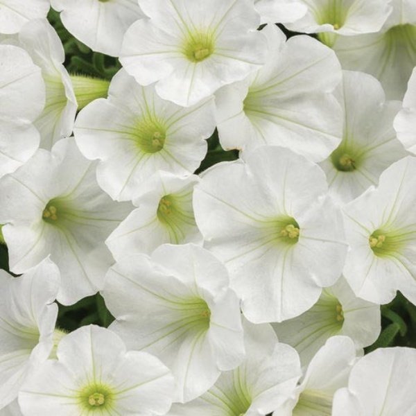 Saksılı Pegasus Patio White Petunya Çiçek Açma Durumunda