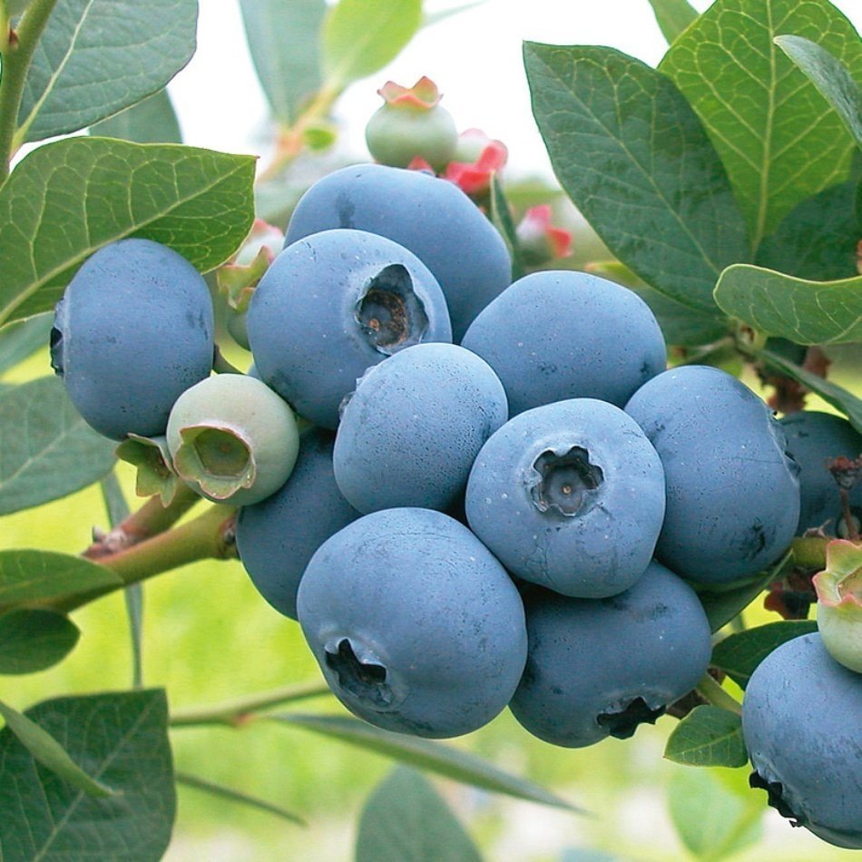 Bluegold Yaban Mersini Fidesi 5 Adet 5-15 cm