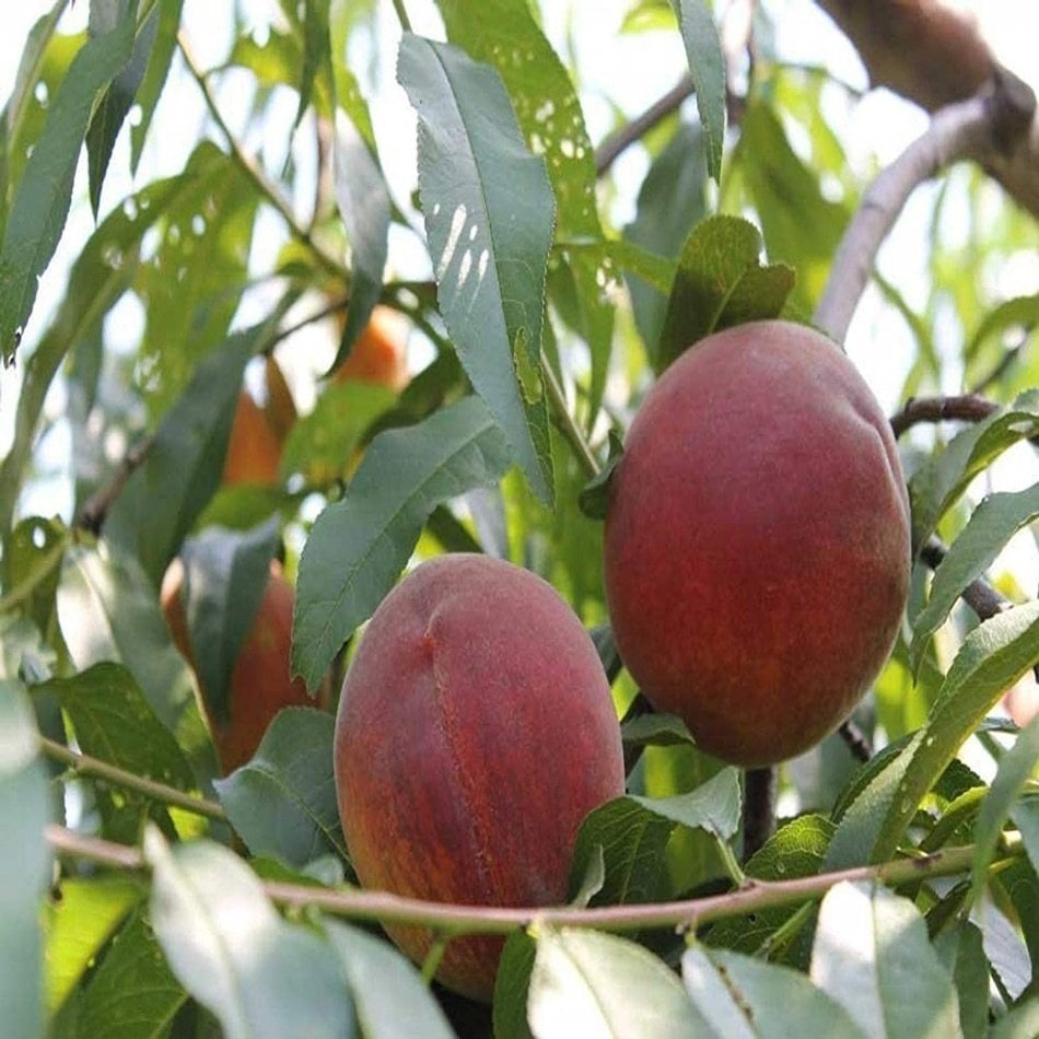 Tüplü Aşılı Tam Bodur Erkenci Spring Crest Şeftali Fidanı