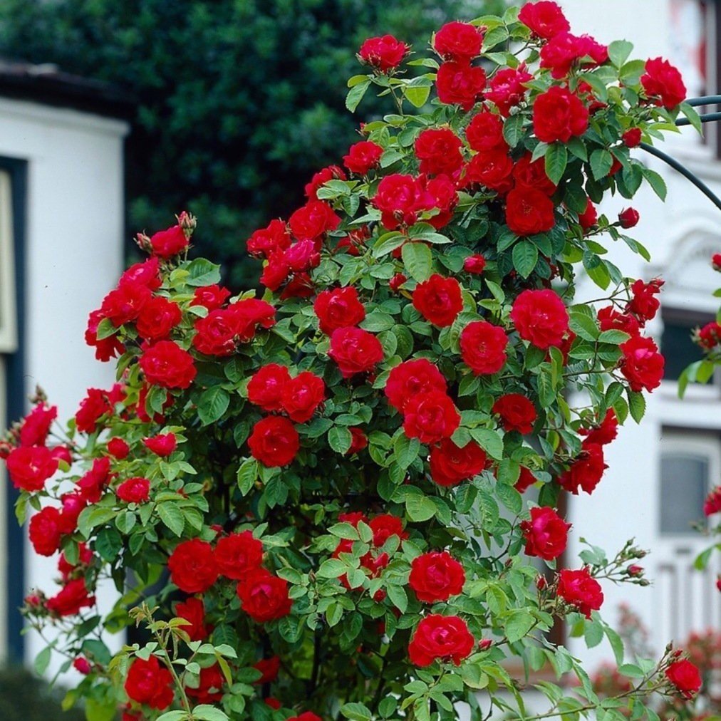 Tüplü Kokulu Kırmızı Cherry Belle Sarmaşık Gül Fidanı(150-200 cm)