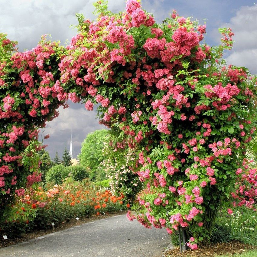 Tüplü Kokulu Yediveren Pembe Rosarium Uetersen