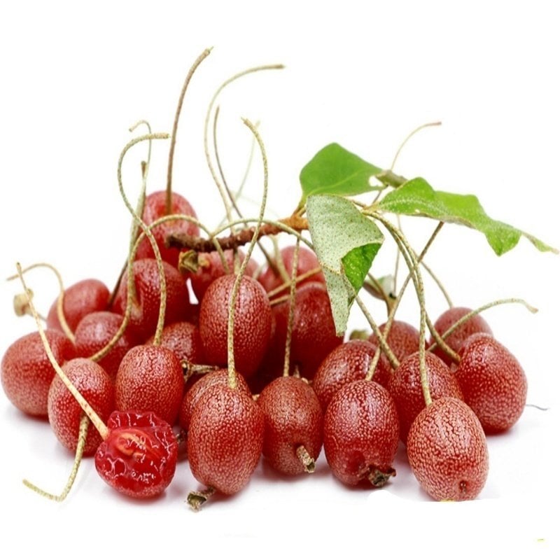 Tüplü Elaeagnus Umbellata Güz Zeytini Fidanı
