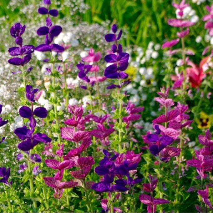 Karışık Renkli Salvia Horminum Adaçayı Çiçeği Tohumu (350 tohum)