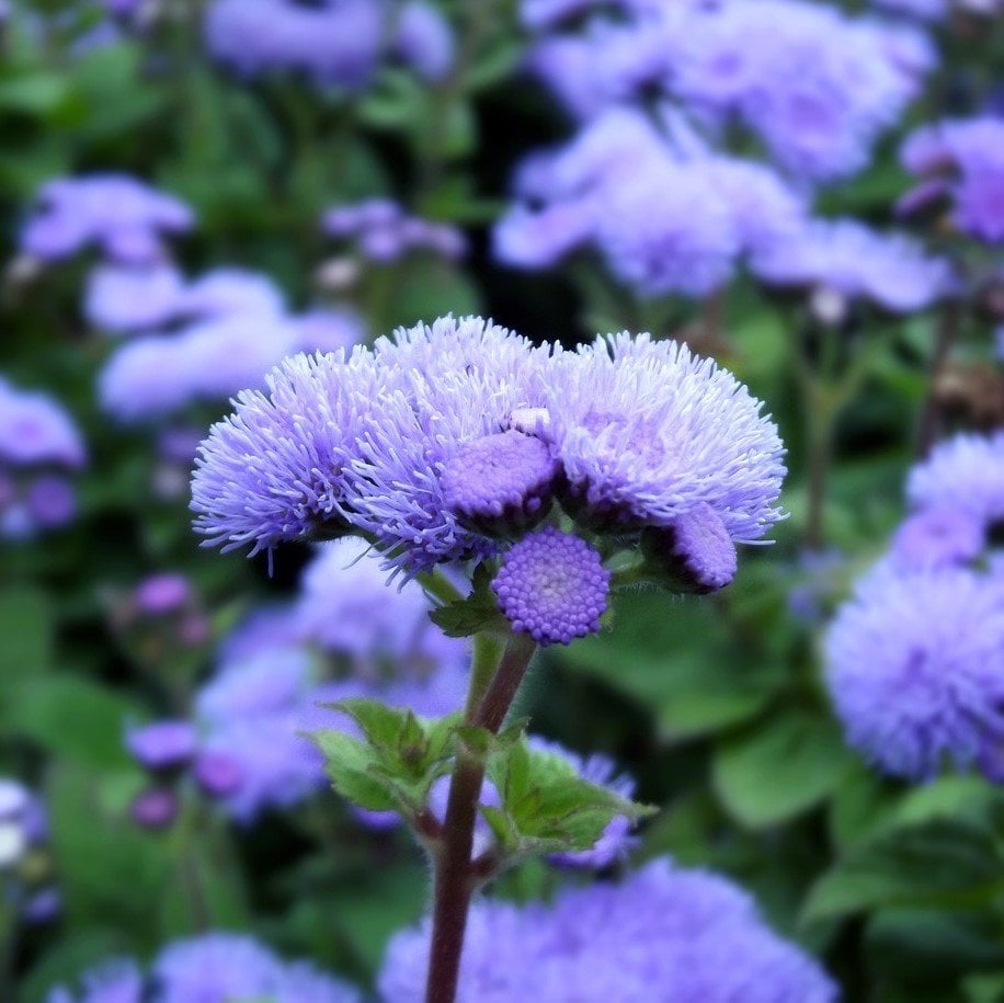 Ageratum Mexicanum Mavi Vapur Dumanı Çiçeği Tohumu (100 tohum)