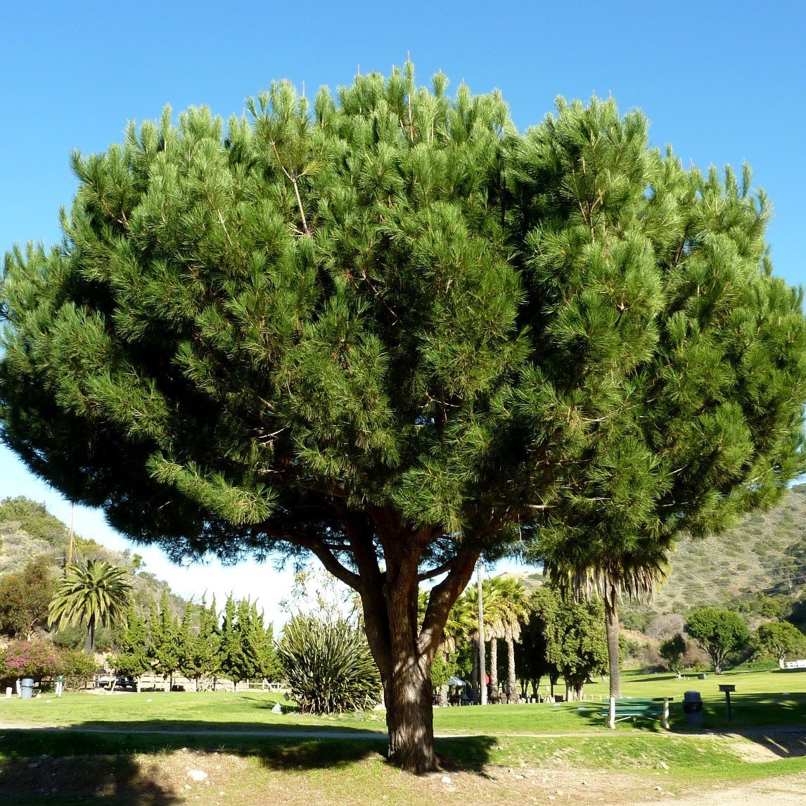 Tüplü (Pinus Pinea) Fıstık Çamı Fidanı