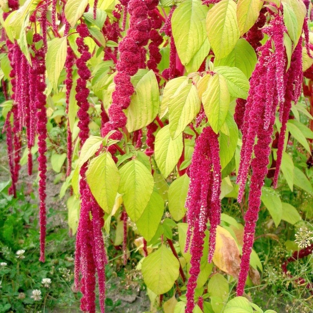 Kırmızı Amaranthus caudatus Çiçeği Tohumu(100 tohum)