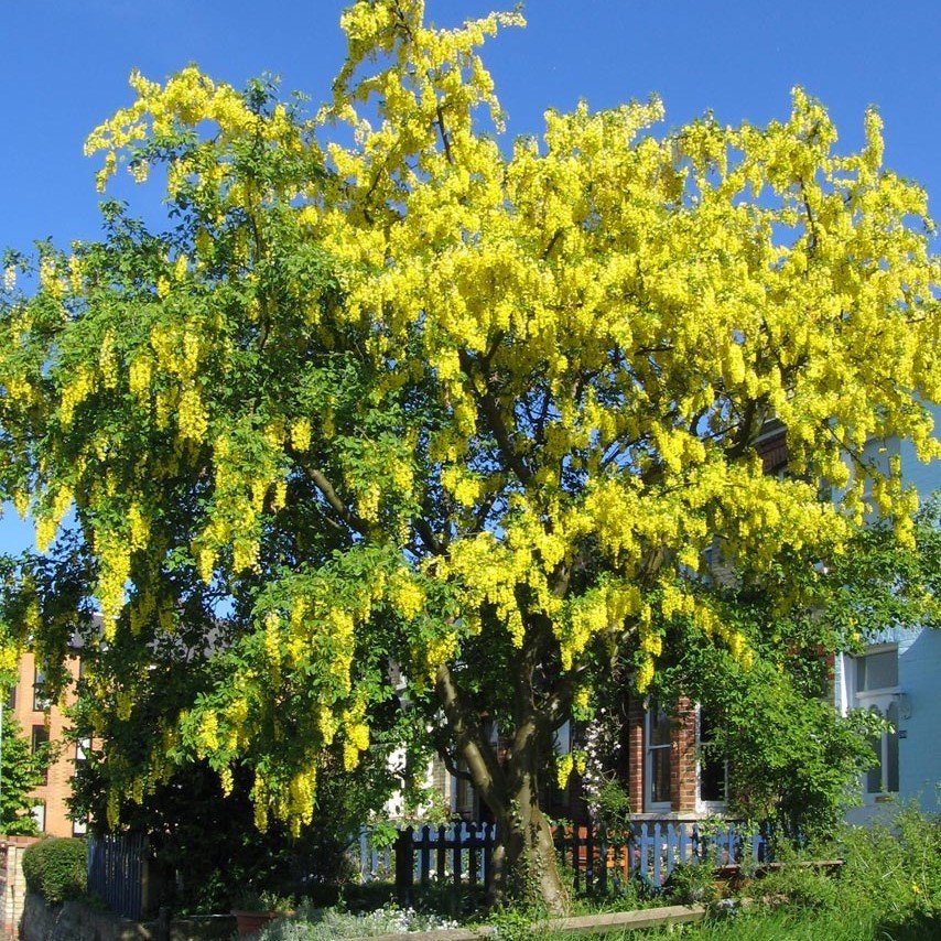 Tüplü Sarı Salkım Laburnum Fidanı