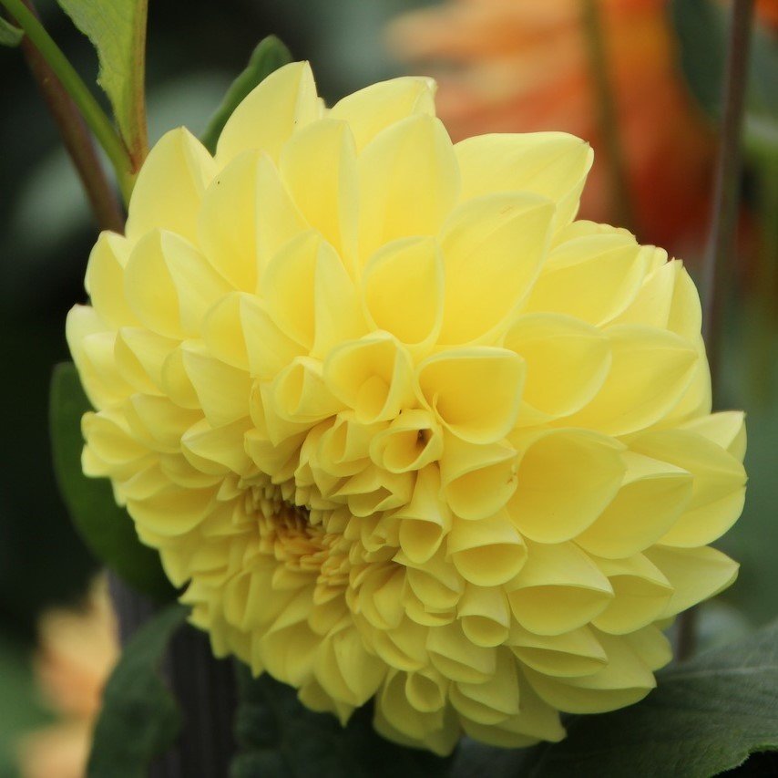 Soğuğa Dayanıklı Pompon Yellow Aster Çiçeği Tohumu(50 tohum)