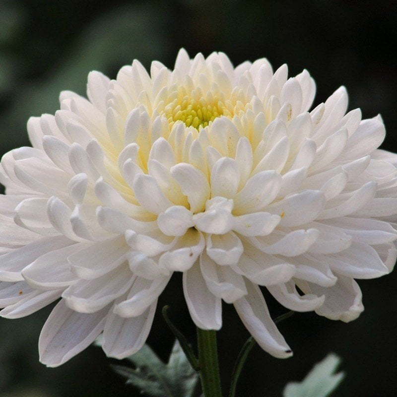 White Pompon Aster Çiçeği Tohumu (50 tohum)