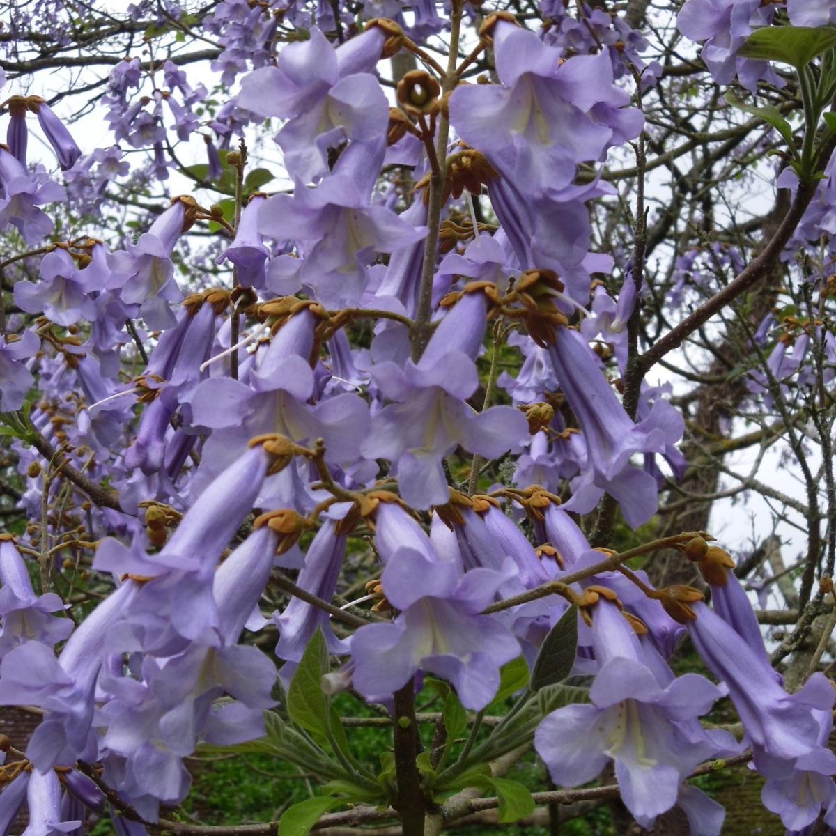 Tüplü Yoğun Kokulu Mor Çiçekli Paulownia Fidanı (10-30 cm)