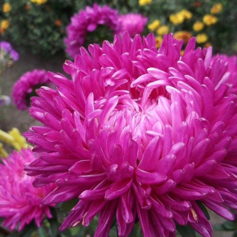 Rose Ponpom Aster Çiçeği Tohumu (50 tohum)