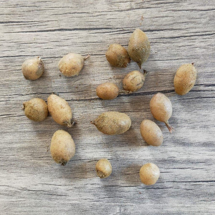 Serapias Vomeracea Salep Yumrusu (10 adet)