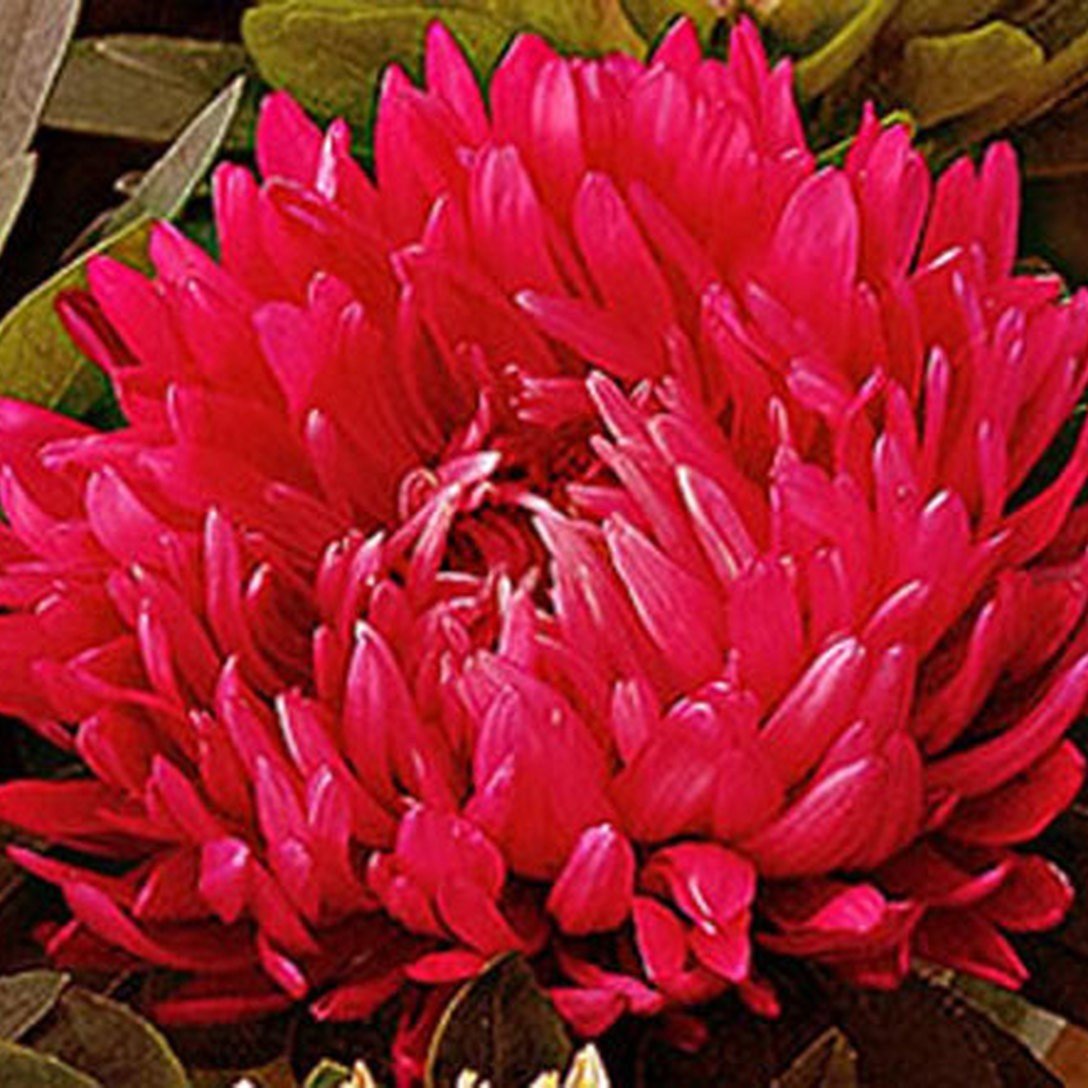 Paeony Duchesse Crimson Pompon Aster Çiçeği Tohumu (50 tohum)