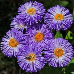Violet İğne Çiçekli Aster Çiçeği Tohumu (25 tohum)