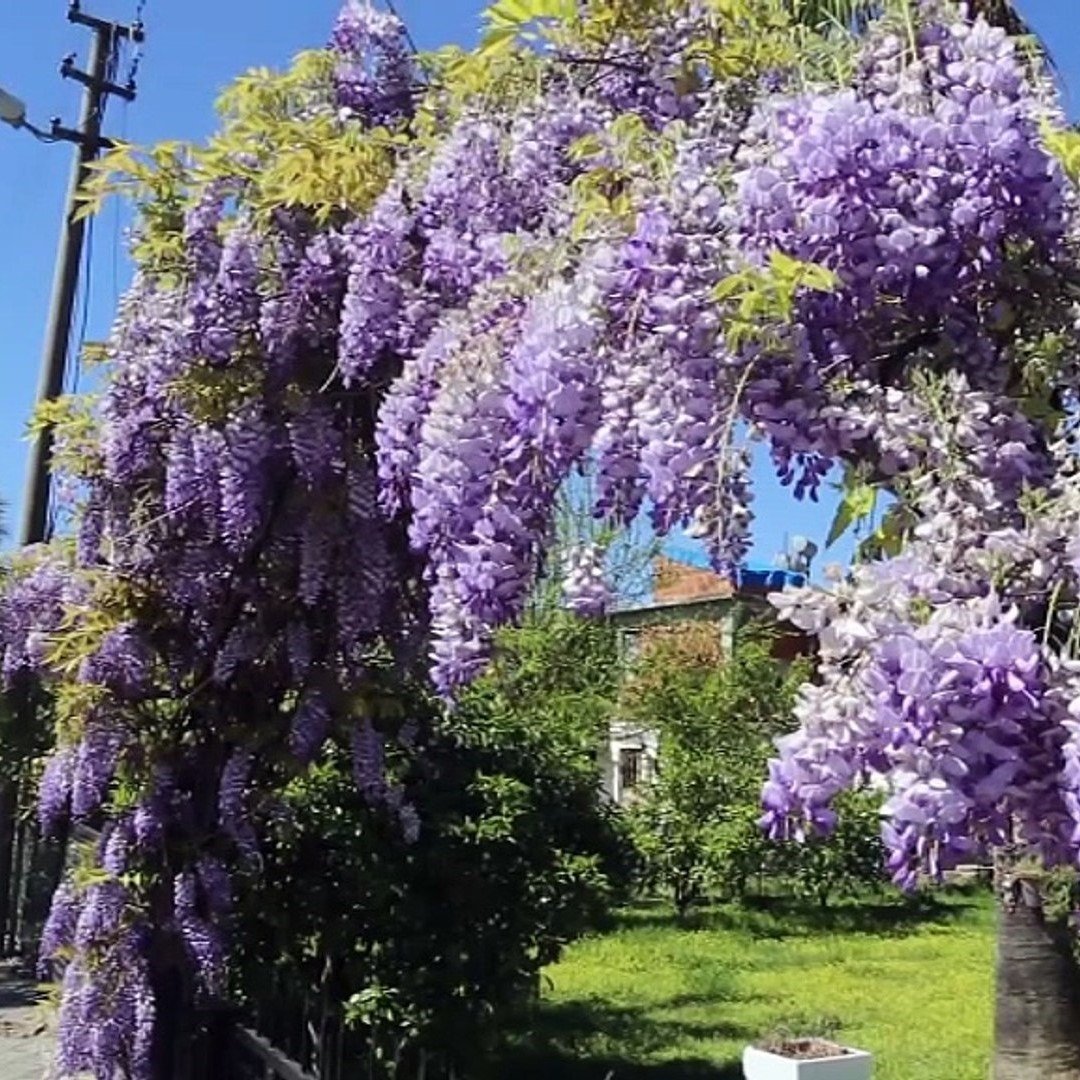 Yoğun Kokulu Wisteria Sinensis Çin Mor Salkım Fidanı (70-100 cm)