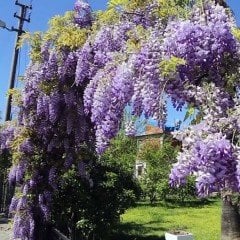 Tüplü Yoğun Kokulu Wisteria Sinensis Çin Mor Salkım Fidanı (40-60 cm)