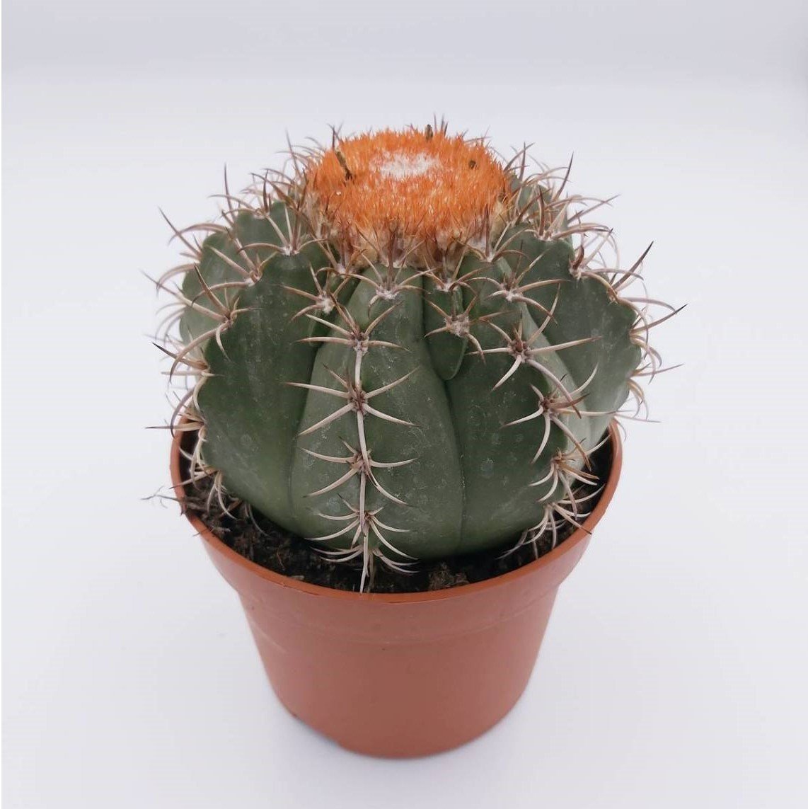 Melocactus Matanzanus Geniş Şapkalı Kafalı Kaktüs (8 lik saksıda)