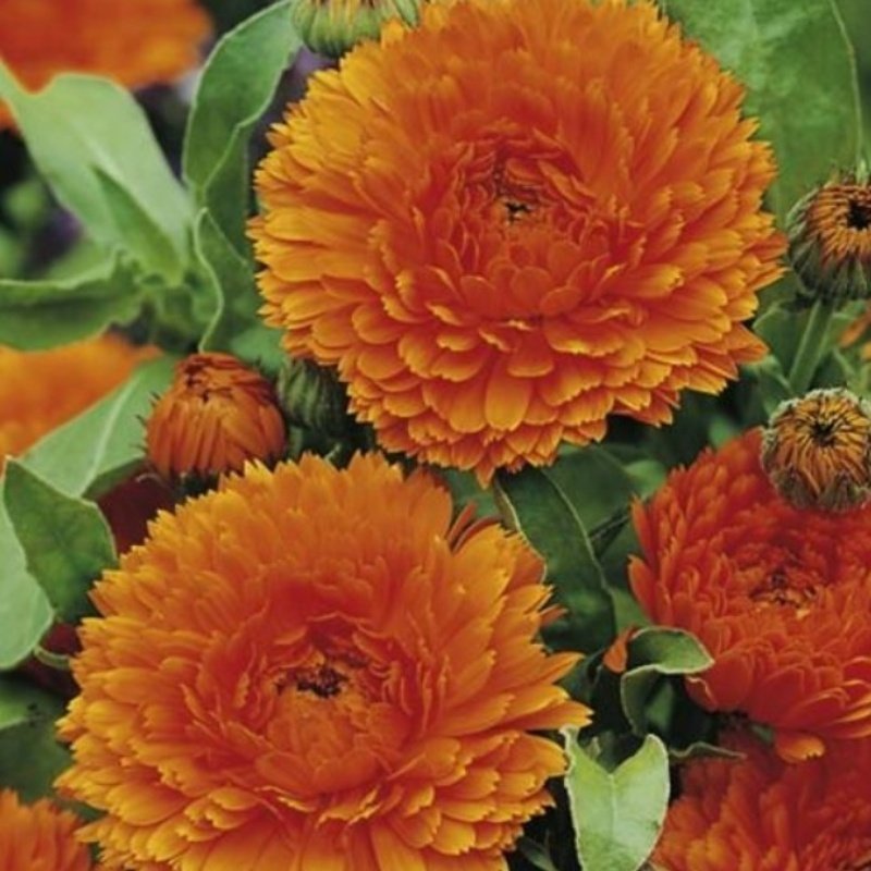 Orange Turuncu King Aynısafa Çiçeği Tohumu (40 tohum)