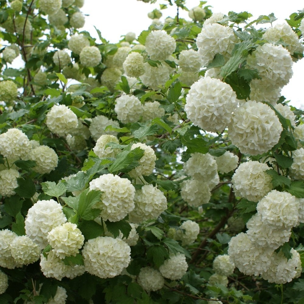 Tüplü Kartopu (Viburnum Lucidum) Fil Burnu Fidanı