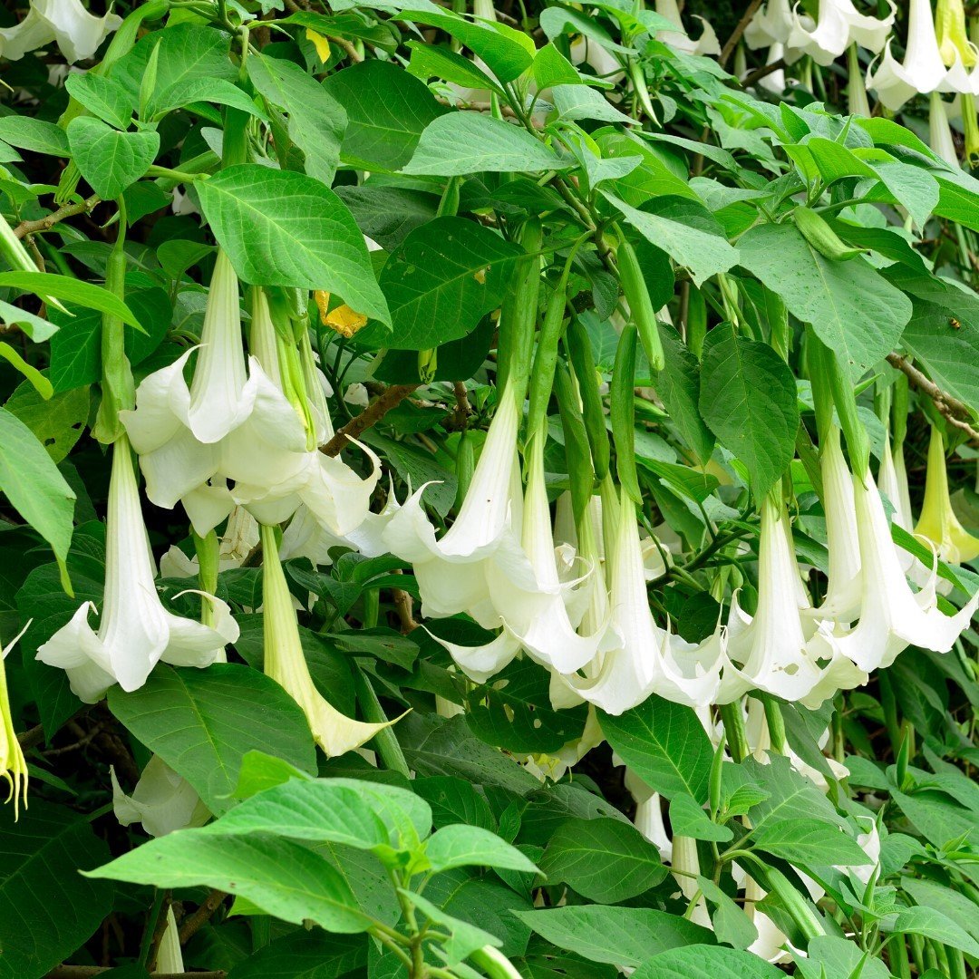 Tüplü Yoğun Kokulu Beyaz Meleklerin Borazanı Brugmansia Fidanı