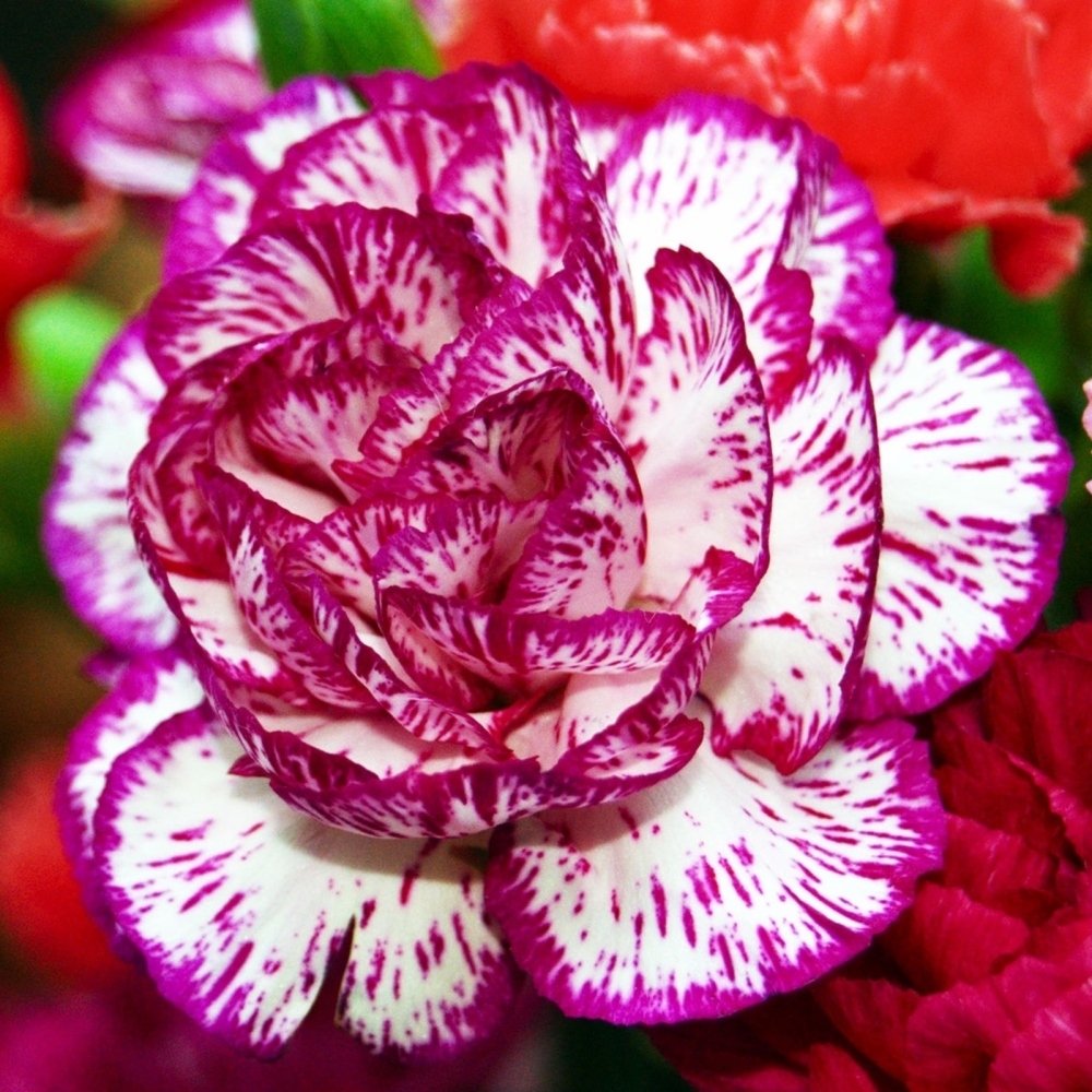 Heddewigii Gaiety Dianthus Katmerli İri Karanfil Çiçeği Tohumu (100 adet)
