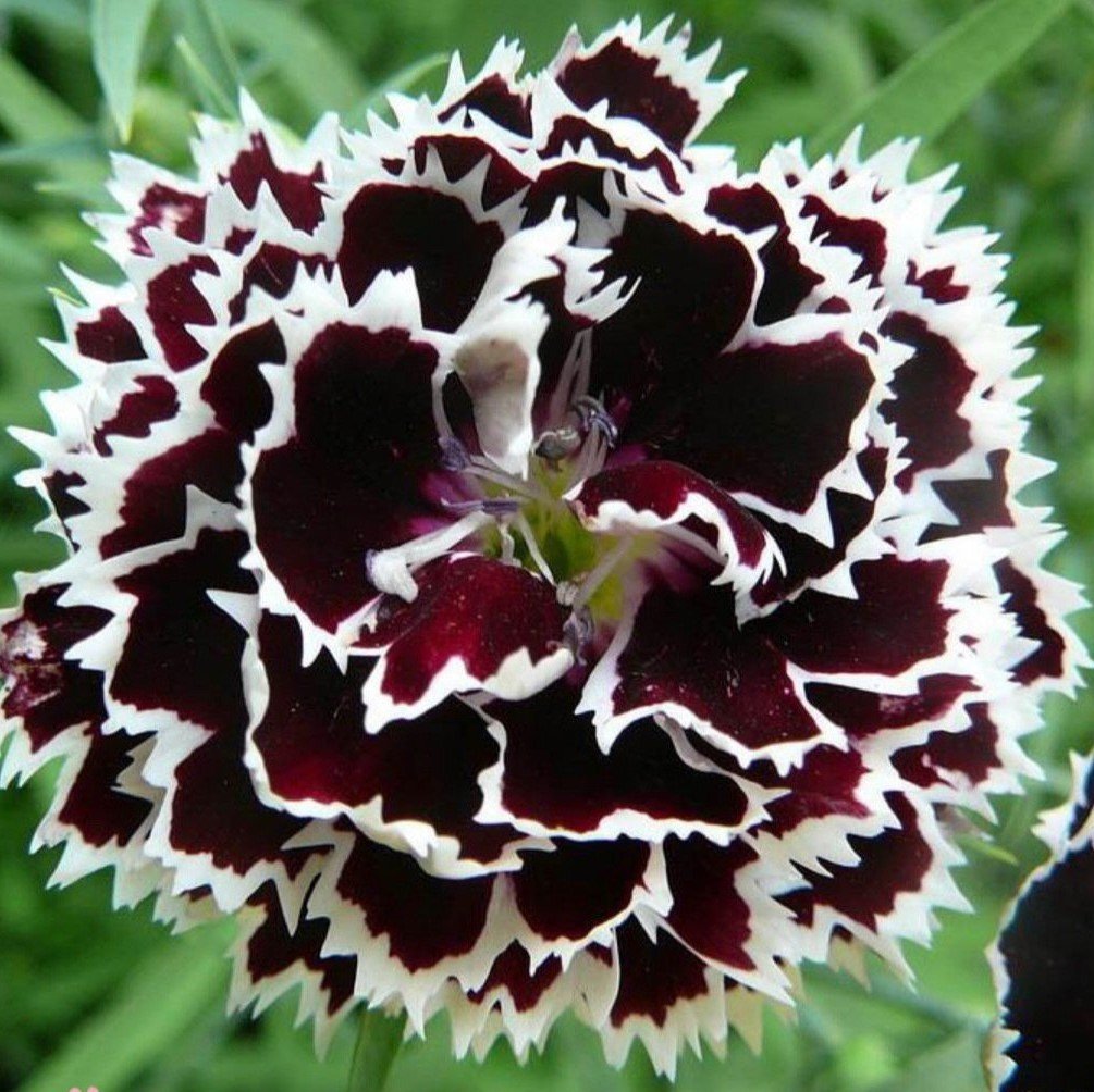 Heddewigii Dianthus Black White Karanfil Çiçeği (100 adet)