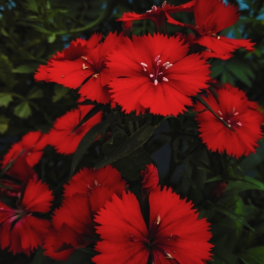 Red Dianthus Superbus Bol Kokulu Karanfil Çiçeği Tohumu (100 adet)
