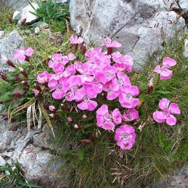 Kır Pembesi Dianthus Çiçeği Tohumu (50 adet)