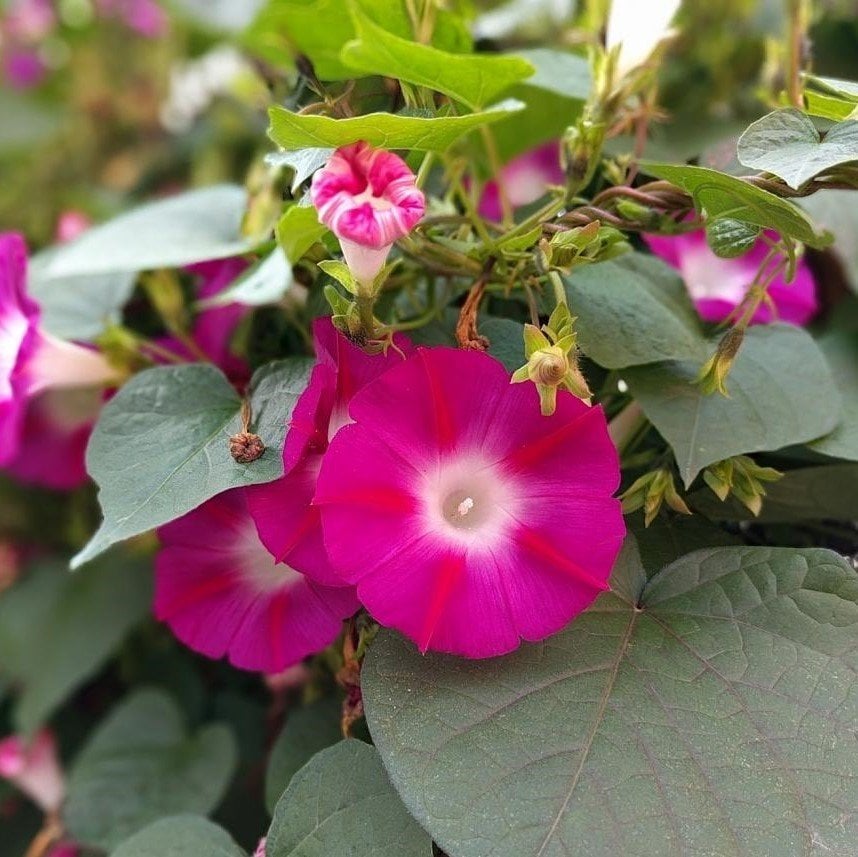 Gündüz Sefası Çiçeği Tohumu Crimson Rambler (10 tohum)