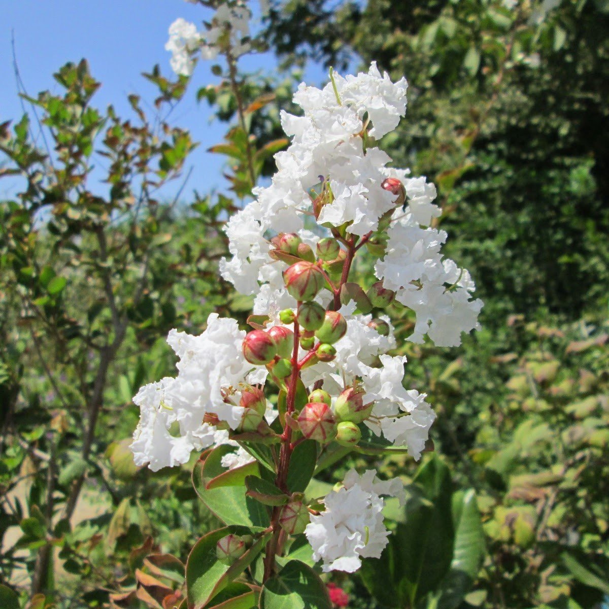 Tüplü Lagerstromia İndica Beyaz Oya Ağacı Fidanı (5-15 cm)