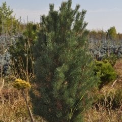 Tüplü (Pinus Nigra) Karaçam Fidanı (4 Yaş 100-150cm)