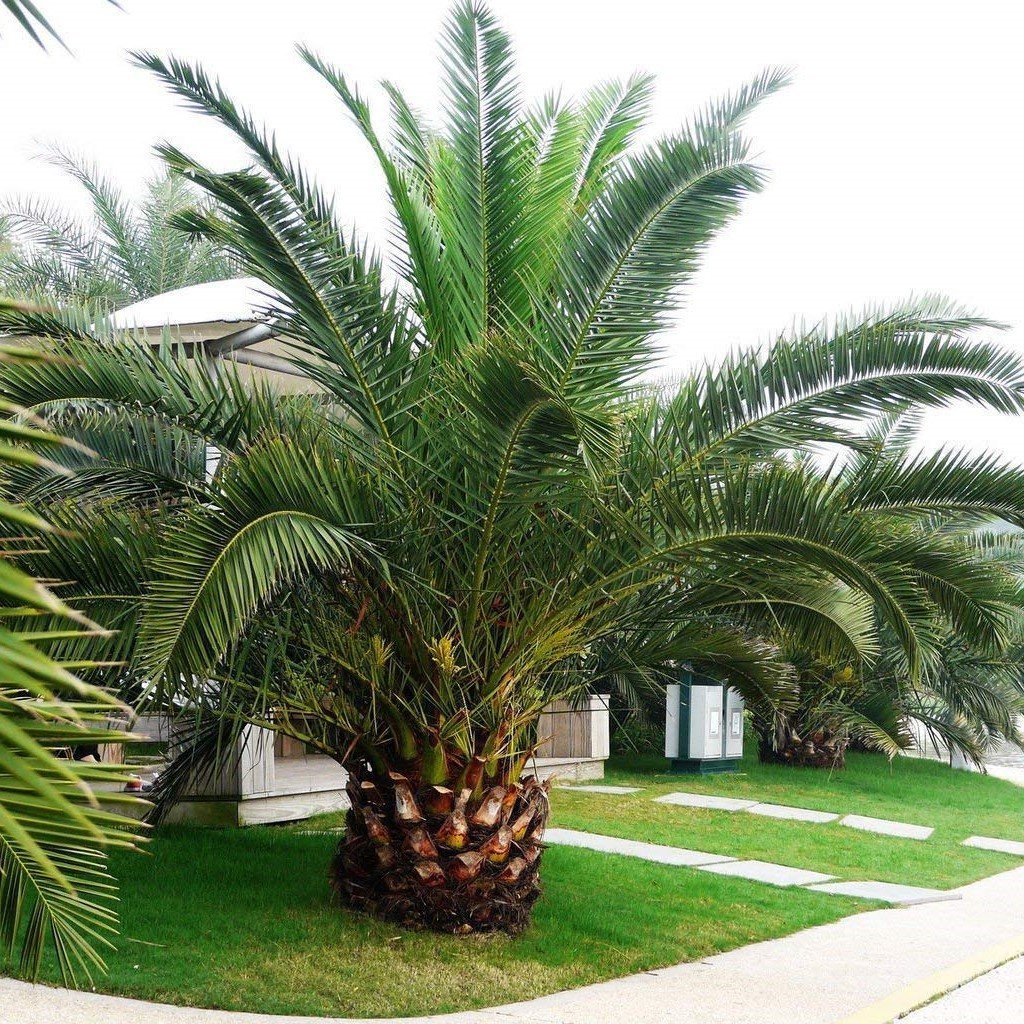 Tüplü Phoenix Canariensis Palmiyesi Ağacı Fidanı (80-120 cm)
