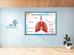 Akciğer Anotomisi Posteri