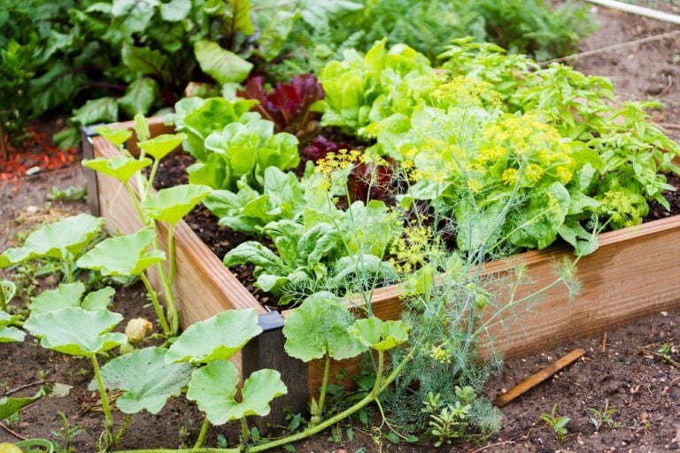 Verimli Sebze Bahçeleri İçin 7 Öneri