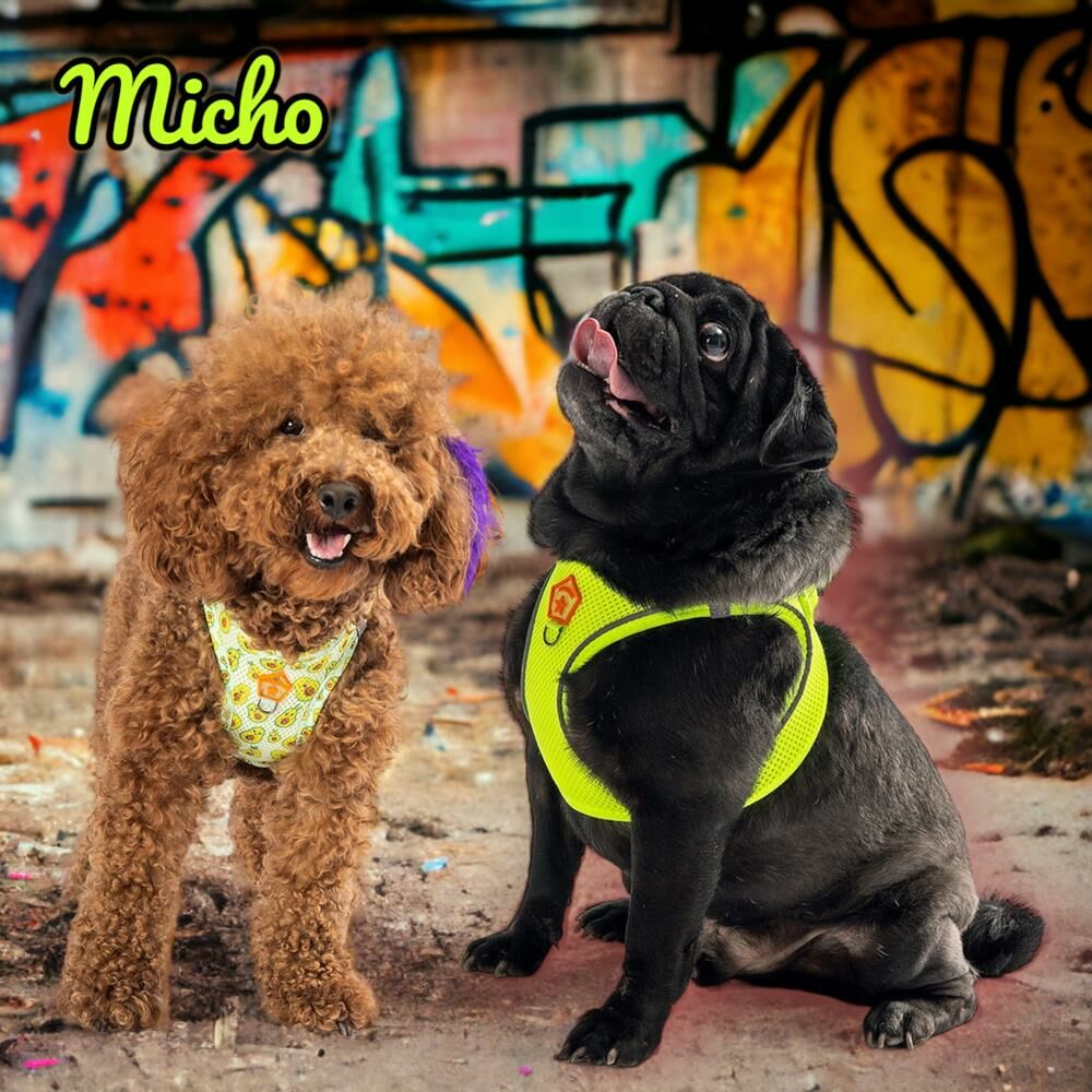 Micho 2li Air-mesh Köpek Göğüs Tasması Kedi Göğüs Tasması Köpek Tasması