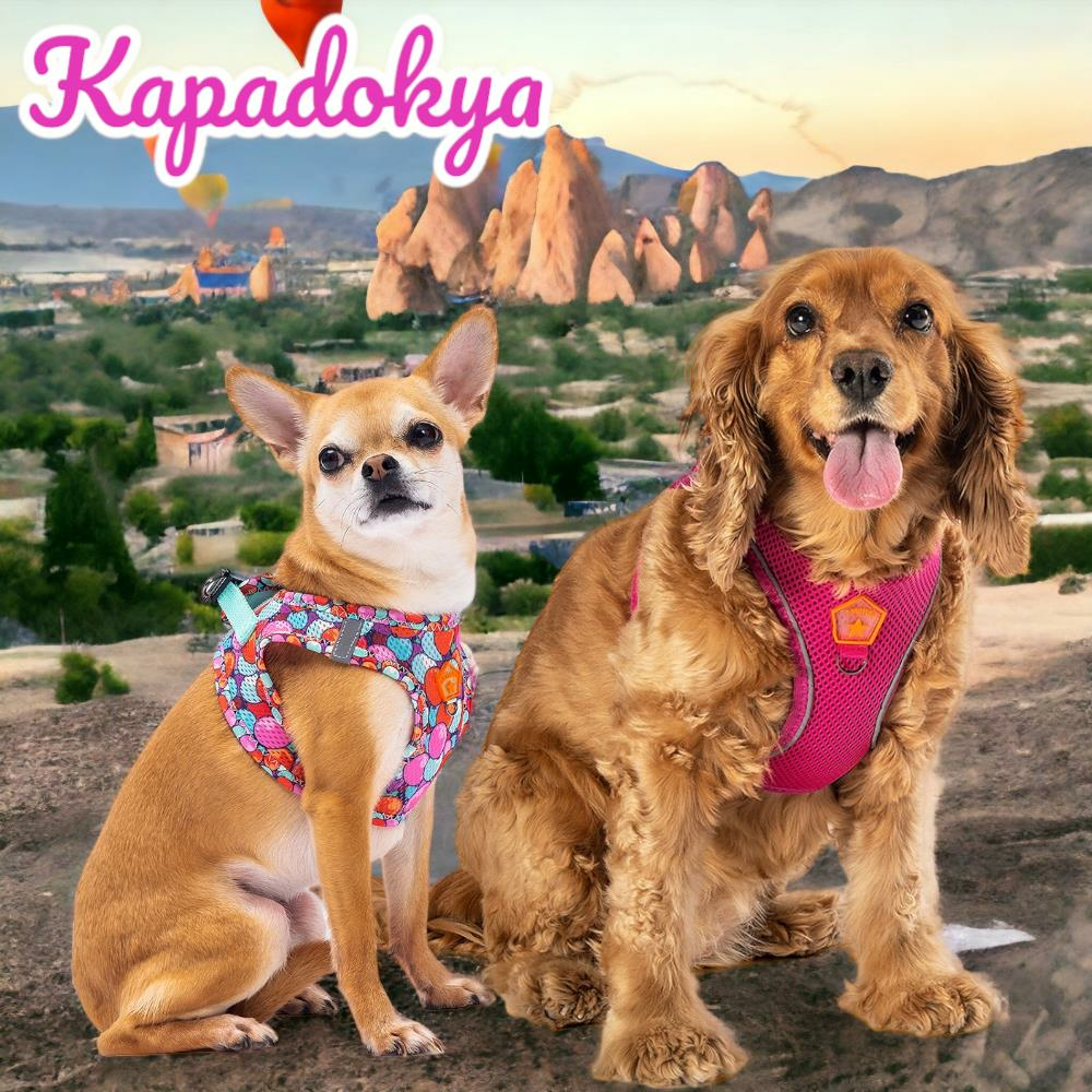 Kapadokya 2li Air-mesh Köpek Göğüs Tasması Kedi Göğüs Tasması Köpek Tasması